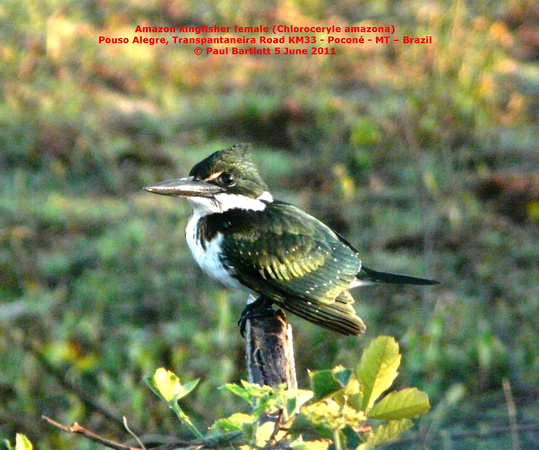 P1160518 Amazon kingfisher (Chloroceryle amazona)
