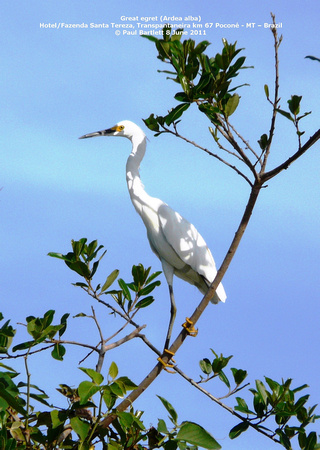 P1170112 Great egret (Ardea alba)