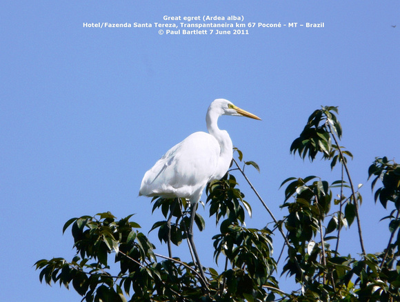 P1160927 Great egret (Ardea alba)