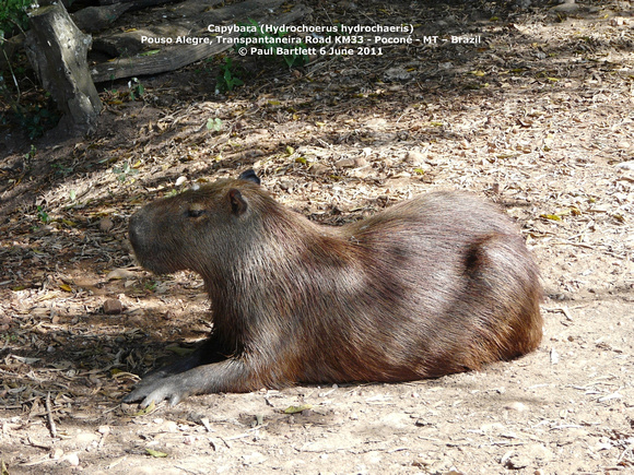 P1160766 Capybara (Hydrochoerus hydrochaeris)
