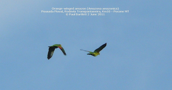 P1150922 Orange-winged amazon (Amazona amazonica)