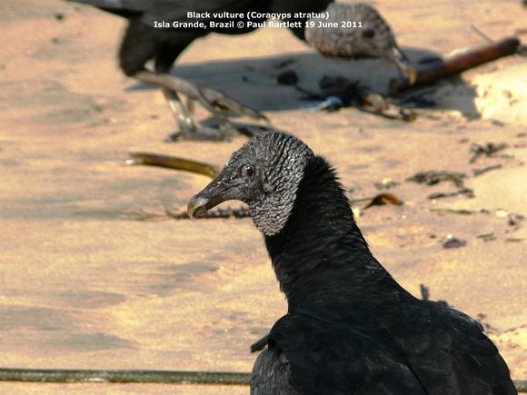 P1170691 “Black vulture” “(Coragyps atratus)”