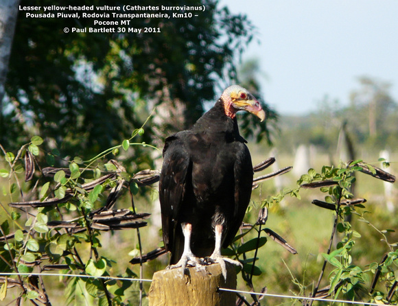 P1150449 Lesser yellow-headed vulture (Cathartes burrovianus)