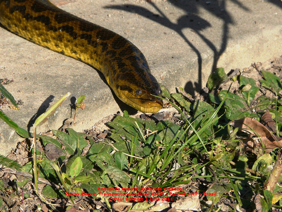 P1160213 Anaconda (Eunectes notaeus)