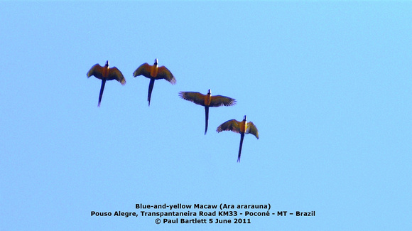 P1160613 Blue-and-yellow Macaw (Ara ararauna)