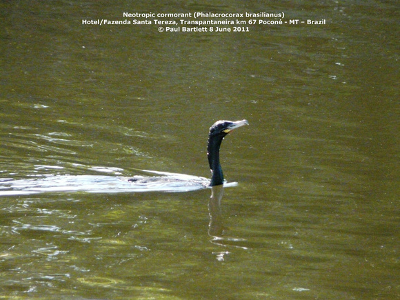 P1170105 Neotropic cormorant (Phalacrocorax brasilianus)