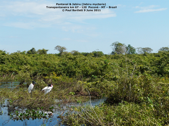 P1170199 Pantanal Jabiru (Jabiru mycteria)