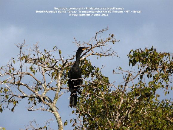 P1160862 Neotropic cormorant (Phalacrocorax brasilianus)