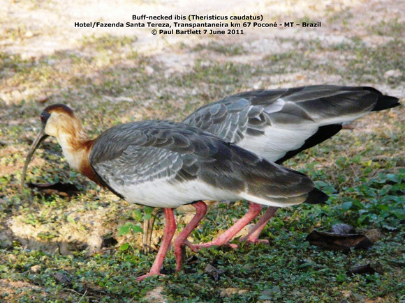 P1160852 Buff-necked ibis (Theristicus caudatus)