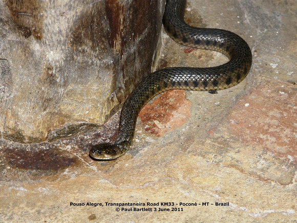 P1160258 snake