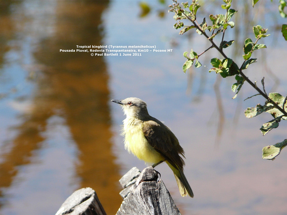 P1150834 Tropical kingbird (Tyrannus melancholicus)