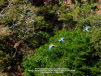 P1150073 Green winged macaw (Ara chloropterus)