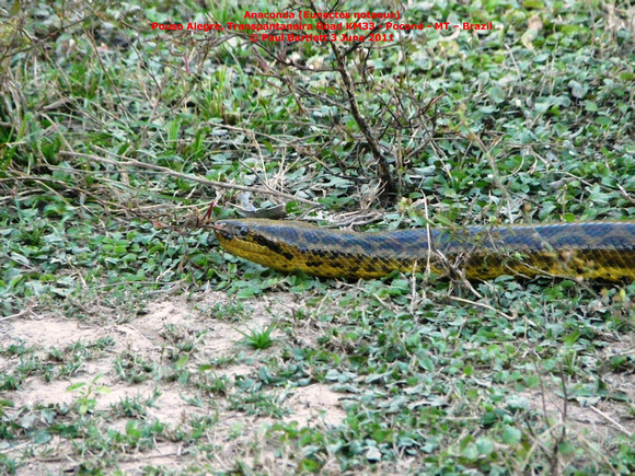 P1160209 Anaconda (Eunectes notaeus)