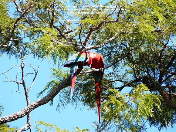 P1150386 Green winged macaw (Ara chloropterus)