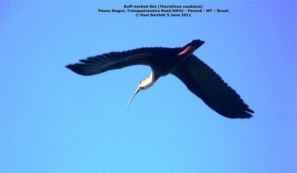 P1160589 Buff-necked ibis (Theristicus caudatus)