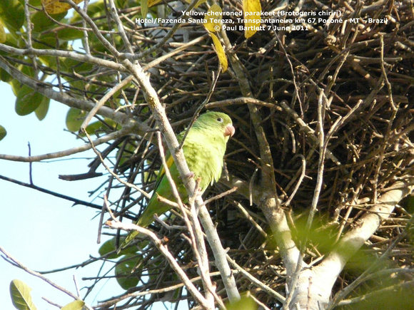 P1160857 Yellow-chevroned parakeet (Brotogeris chiriri)