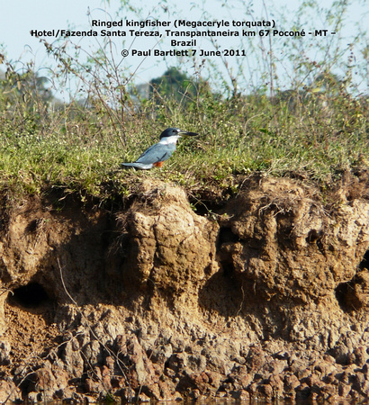 P1160868 Ringed kingfisher (Megaceryle torquata)