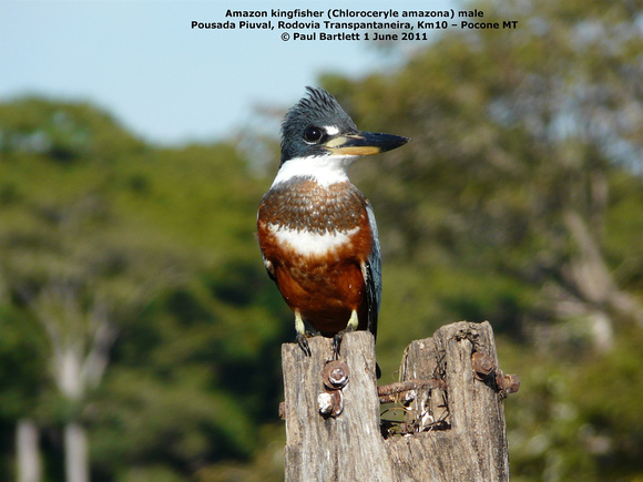 P1150792 Amazon kingfisher (Chloroceryle amazona)