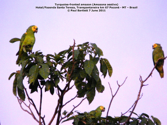P1160823 Turquoise-fronted amazon (Amazona aestiva)