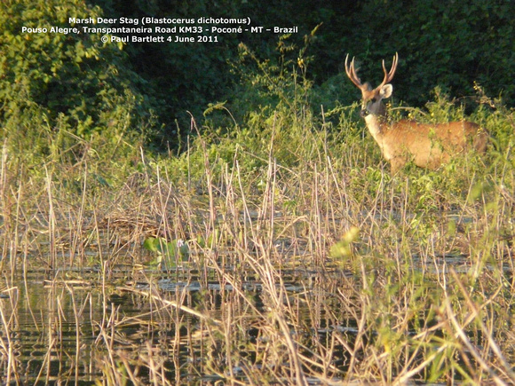 P1160465 Marsh Deer Stag (Blastocerus dichotomus)