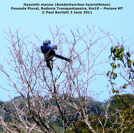 P1160128 Hyacinth macaw (Anodorhynchus hyacinthinus)