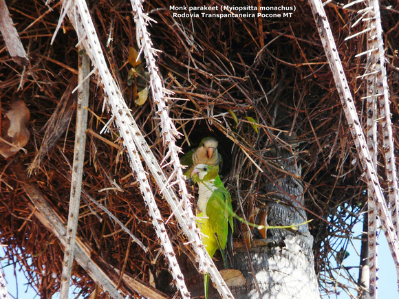 P1160185 Monk parakeet (Myiopsitta monachus)
