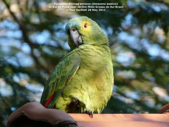P1150291 Turquoise-fronted amazon (Amazona aestiva)