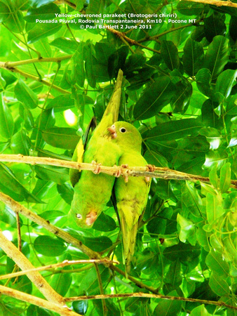 P1160016 Yellow-chevroned parakeet (Brotogeris chiriri)