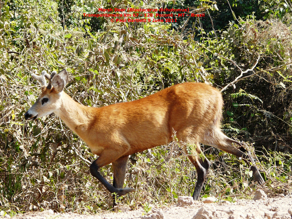 P1170190 Marsh Deer (Blastocerus dichotomus)