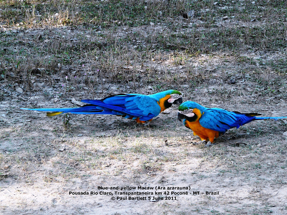 P1160664 Blue-and-yellow Macaw (Ara ararauna)