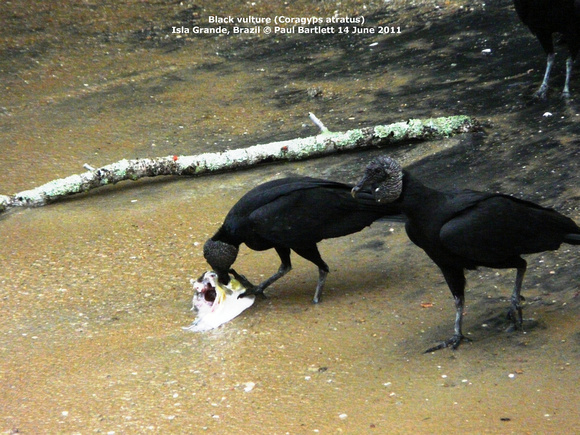 P1170556 “Black vulture” “(Coragyps atratus)”