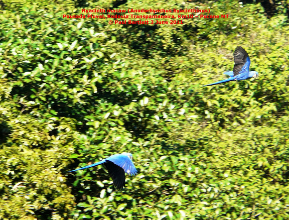 P1160131 Hyacinth macaw (Anodorhynchus hyacinthinus)