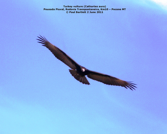 P1150991 Turkey vulture (Cathartes aura)