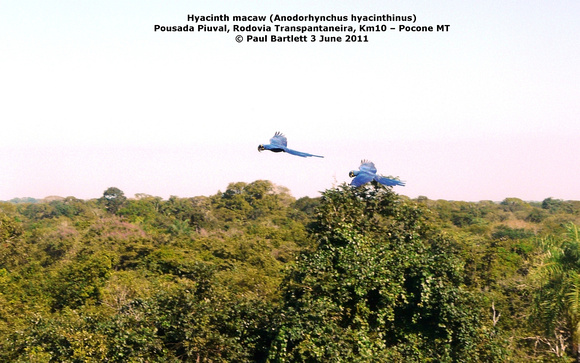 P1160121 Hyacinth macaw (Anodorhynchus hyacinthinus)