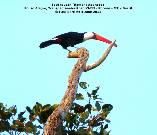 P1160274 Toco toucan (Ramphastos toco)