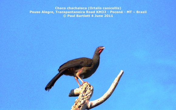 P1160294 Chaco chachalaca (Ortalis canicollis)