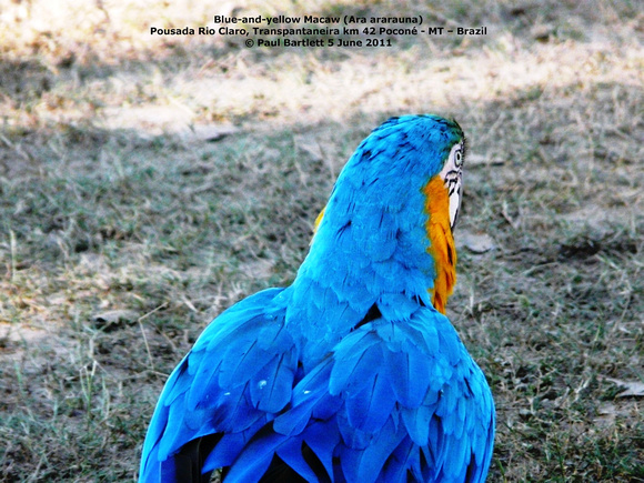 P1160661 Blue-and-yellow Macaw (Ara ararauna)