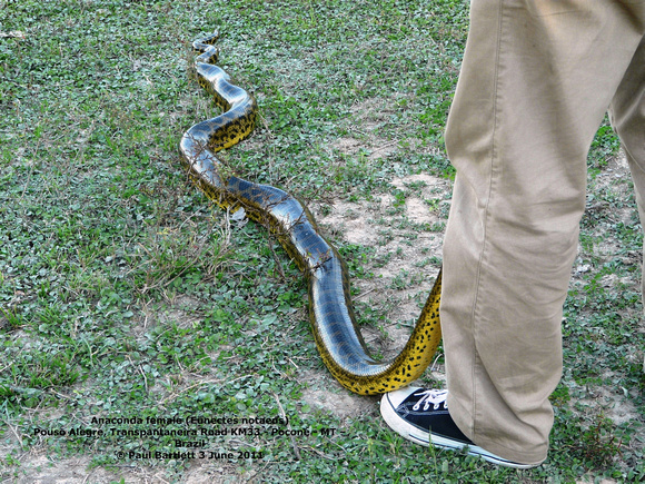 P1160211 Anaconda (Eunectes notaeus)