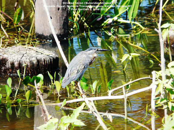 P1150831 Striated heron (Butorides striatus)