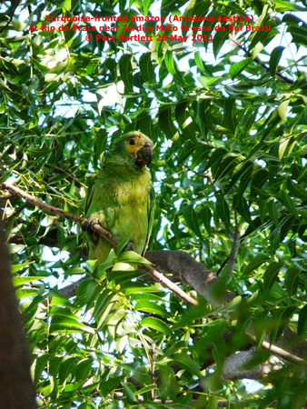 P1150281 Turquoise-fronted amazon (Amazona aestiva)