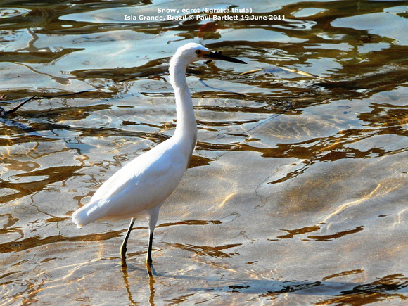 P1170690 Snowy egret (Egretta thula)
