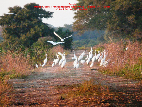 P1160492 Egrets