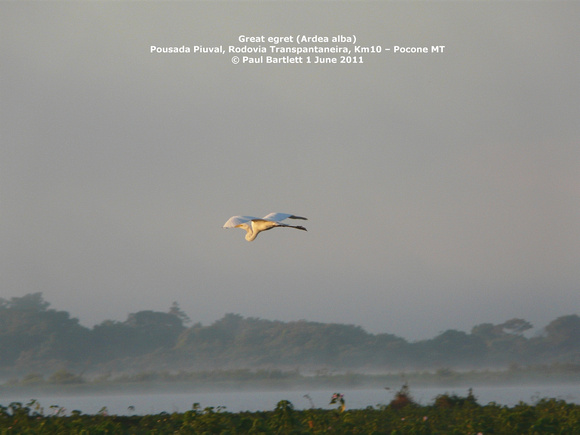 P1150742 Great egret (Ardea alba)