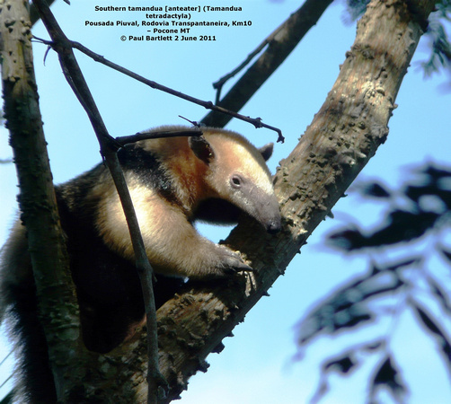 P1150959 Southern tamandua [anteater] (Tamandua tetradactyla)