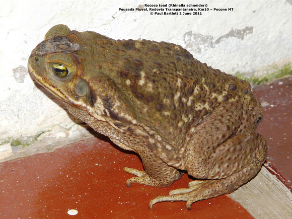P1160088 Rococo toad (Rhinella schneideri)