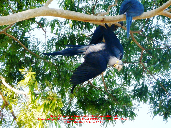 P1160215 Hyacinth macaw (Anodorhynchus hyacinthinus)