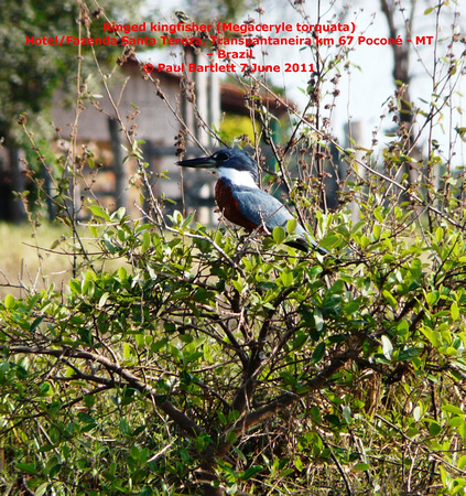 P1160871 Ringed kingfisher (Megaceryle torquata)