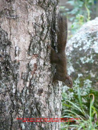 P1170574 Brazilian squirrel (or Guianan squirrel) (Sciurus aestuans)