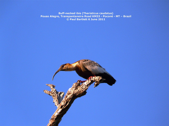 P1160724 Buff-necked ibis (Theristicus caudatus)