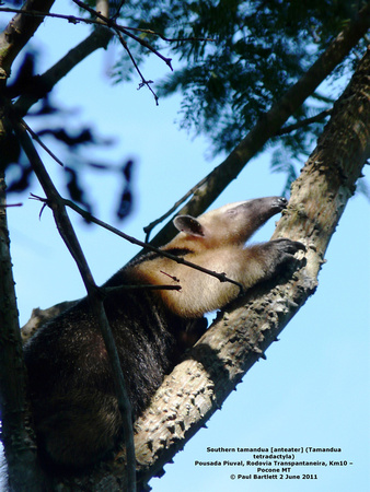 P1150962 Southern tamandua [anteater] (Tamandua tetradactyla)